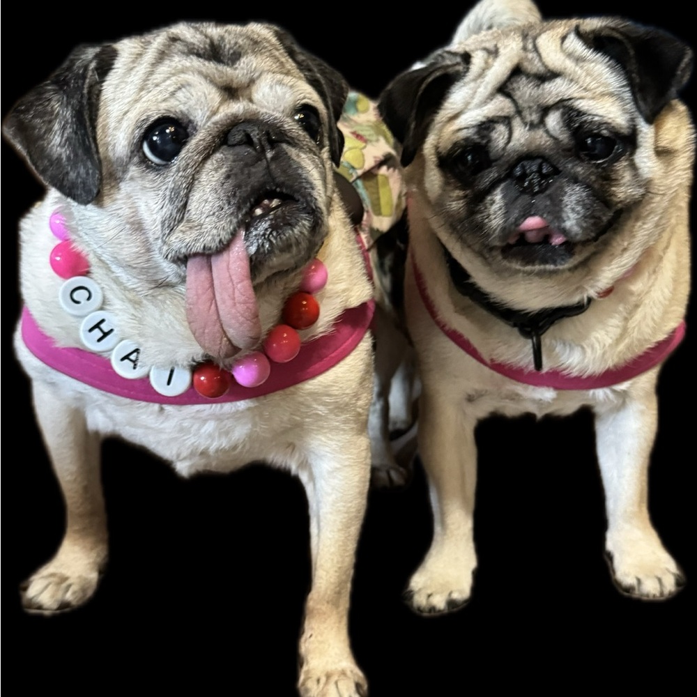 Meet your Posher’s, CHAI & ABIGAIL!